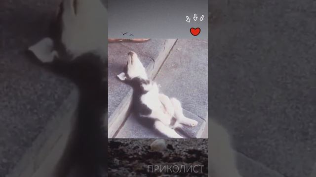 СМЕШНЫЕ КОШКИ 2023 И ДРУГИЕ ЖИВОТНЫЕ 10 МИНУТ СМЕХАСМЕШНЫЕ ЖИВОТНЫЕ 2023ЛУЧШИЕ ПРИКОЛЫ С КОТАМИ смотреть онлайн