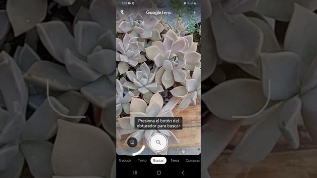 COMO BUSCAR EL NOMBRE DE MIS SUCULENTAS Con Google Lens paso a paso смотреть онлайн