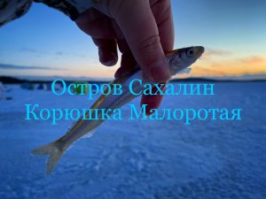 о.Сахалин,оз.Изменчивое, Корюшка Малоротая