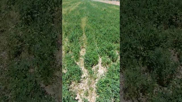 Жоңышқа егу. Джеа. смотреть онлайн