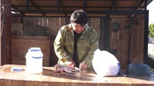 Чем, когда и как  еще можно кормить щенка среднеазиатской овчарки в 7 месяцев