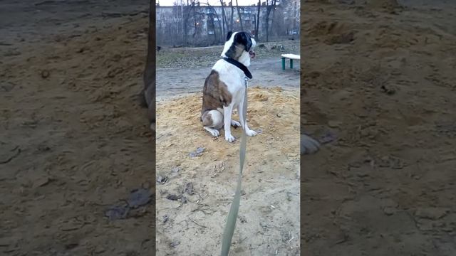 Алабай на прогулке смотреть онлайн