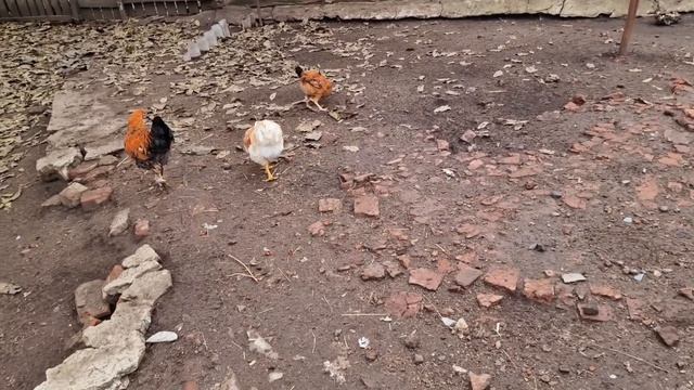 мёрзнет кабан на улице смотреть онлайн