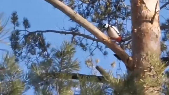 Дятел большой пестрый смотреть онлайн