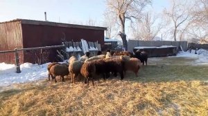 Рентабельность овцеводства. цены на корма (сено,солома,овес,ячмень)