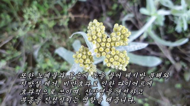 알콜 해독능력이 좋아 지방간을 제거하고 콜레스테롤 수치를 저하시키는 떡쑥효능 смотреть онлайн