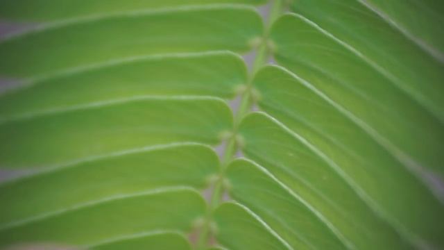 The Moving Plant: Mimosa Pudica смотреть онлайн