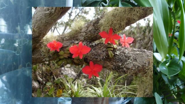Cattleya Isabella Stone. Первичный каттлейный гибрид .