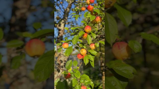 Тёплый сентябрь🍂 #shorts смотреть онлайн