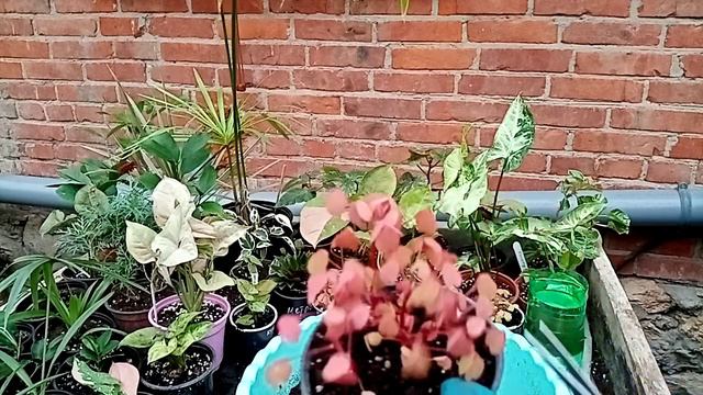 Комнатные растения. смотреть онлайн