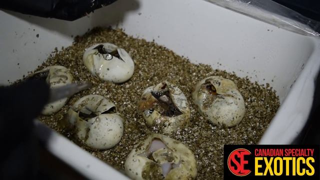 Revealing Piebald x 100% het Piebald Ball Python Egg Clutch смотреть онлайн