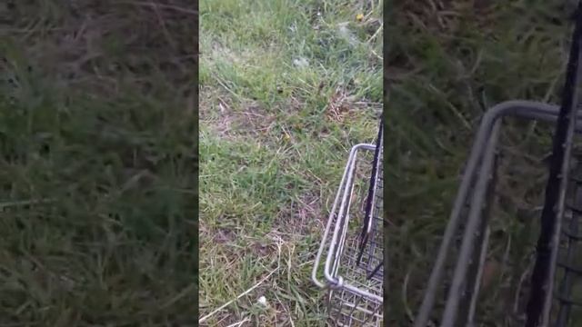 Готовим на мангале колбаски из индейки 15 мая 2017 г. смотреть онлайн