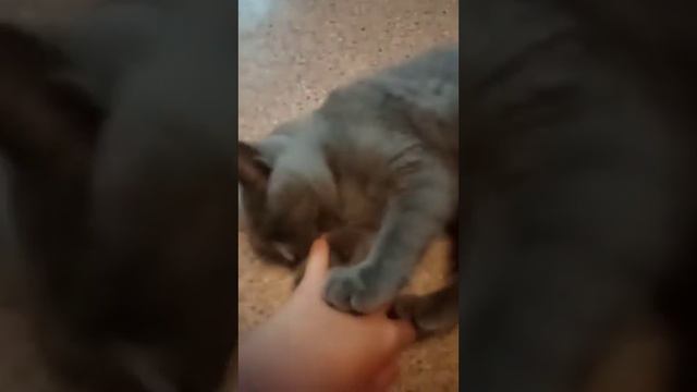 💛Жолтый арбуз без косточек смотреть онлайн
