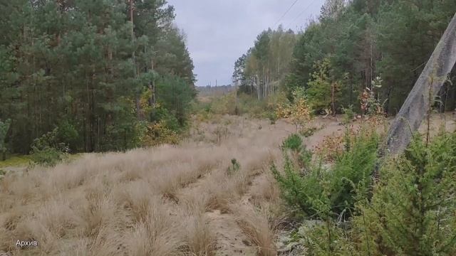 Сезон сбора грибов. Как не потеряться в лесу смотреть онлайн