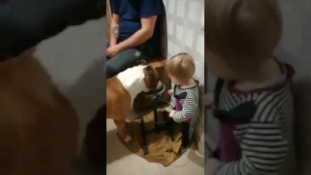 амстафф и ребёнок смотреть онлайн