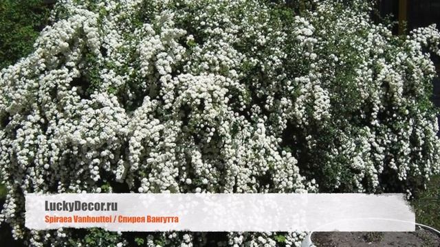 Spiraea Vanhouttei In Landscape Design