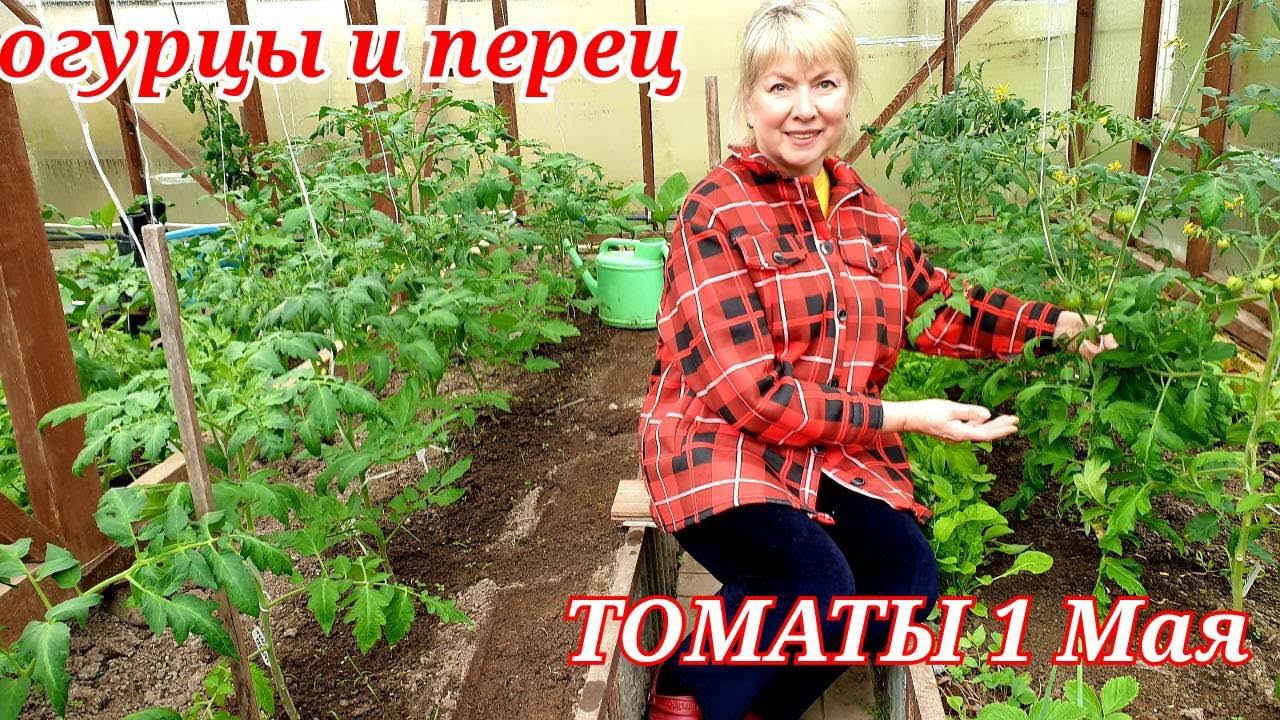 Высадила перец и огурцы Что положила в лунки Рассада поперла ТОМАТЫ уже с помидорами смотреть онлайн