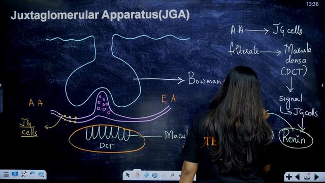 Excretory Products and their Elimination | NCERT Lines + PYQs Solving | NEET 2024 Biology| Detailed смотреть онлайн