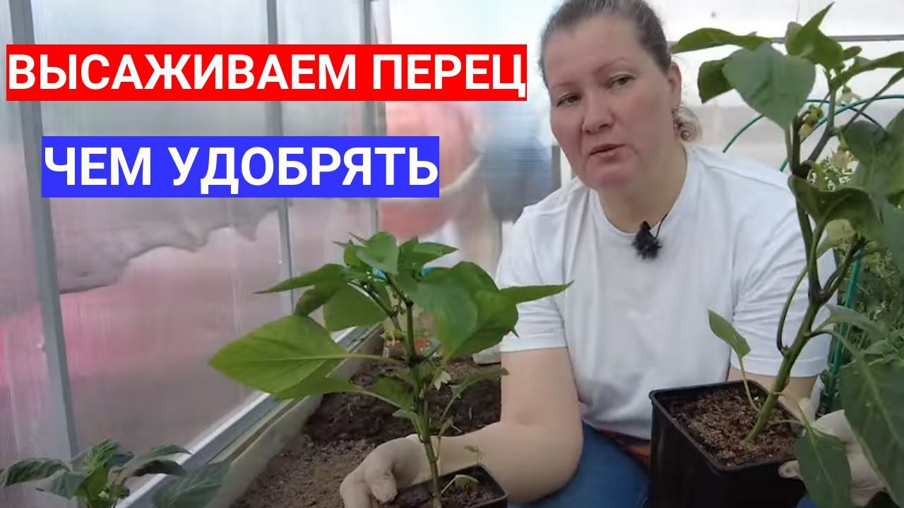 ПЕРЕЦ ПОСЛЕ ВЫСАДКИ В ТЕПЛИЦУ КОРМЛЮ НА УБОЙ. ЧЕМ ПОДКОРМИТЬ ПЕРЕЦ ДЛЯ РОСТА ПО МОЕМУ ОПЫТУ. смотреть онлайн