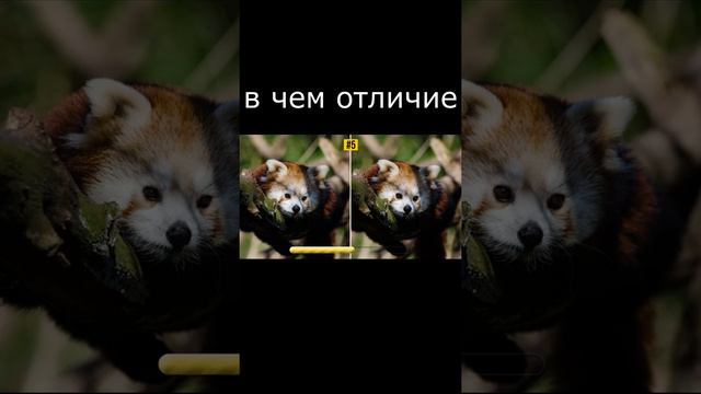 #Shorts/загадки, головоломки, иллюзия #5 смотреть онлайн