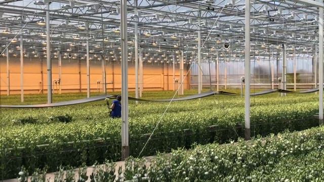 Montana Lisianthus смотреть онлайн