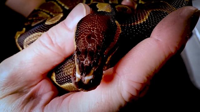 Scaleless Ball Python Project (Update!) смотреть онлайн
