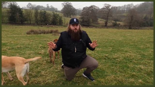 CHOW CHOW VS BULLMASTIFF