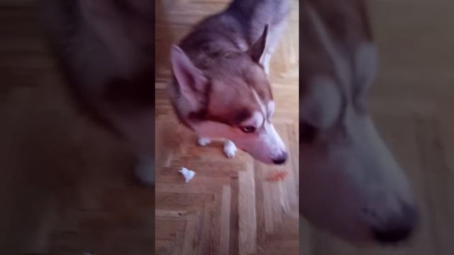 Хаски Дайвер нахулиганил🙈☝ смотреть онлайн