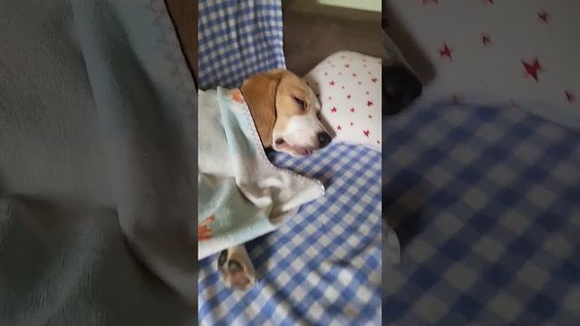 бигль Баньти #beautiful #funnydogs #бигль #собака #beagle #funny #красота #крым #сон смотреть онлайн