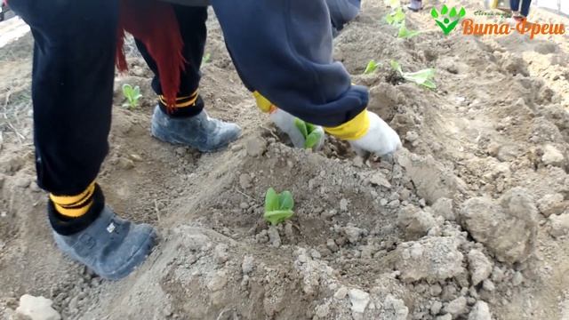 Посадка в открытый грунт капусты пекинской 10 02 2019 Вита Фреш смотреть онлайн