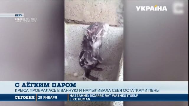 Крыса мылится и моется, как человек (чистюля))) смотреть онлайн