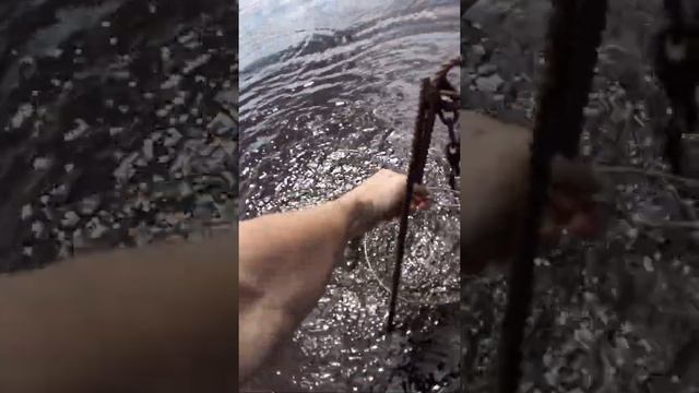 Караси в большую воду на Уссурийском острове ! смотреть онлайн