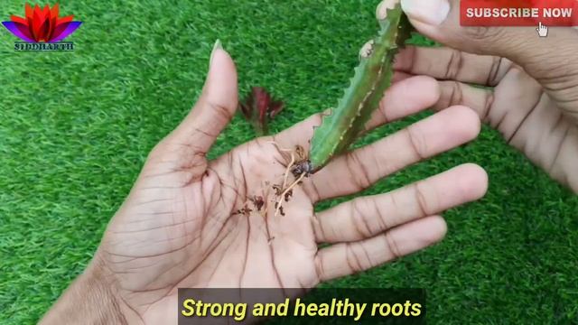 How to grow "Euphorbia Trigona Rubra" | Best soil media for Rubra Plant смотреть онлайн