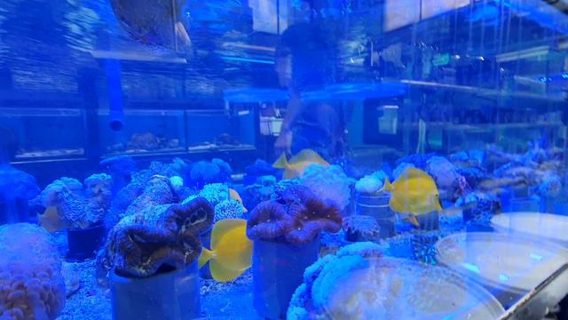 Морской аквариум. Рыбки клоуны.магазин. sea akvarium. смотреть онлайн