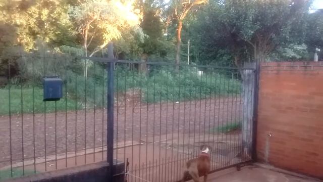 renault 420 escape libre silbando смотреть онлайн