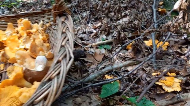 Chanterelle Mushrooms Foraging - Cantharellus cibarius смотреть онлайн