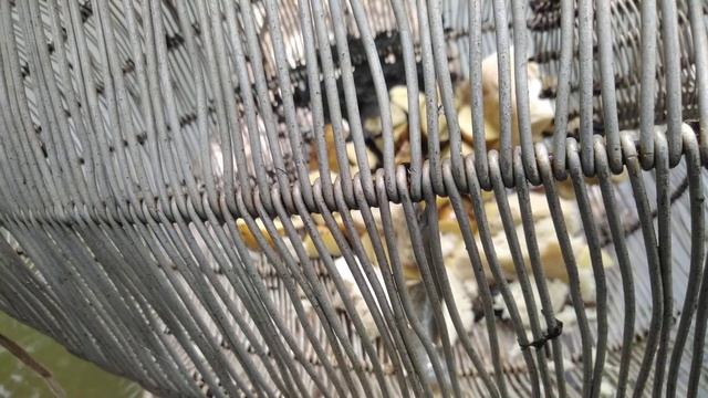 Рыбалка мордой, можно или нет поймать рыбу мордой #ru_kompass #рыбалка #жизньвдеревне