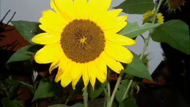 Smile by PhantomX141291 with clarinet accomp by Courtland Walters смотреть онлайн