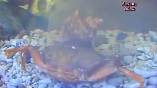 © Rapana УБИВАЕТ ТРАВЯНОГО КРАБА // Rapana KILLS HERBAL CRAB. Video O. Kovtun смотреть онлайн