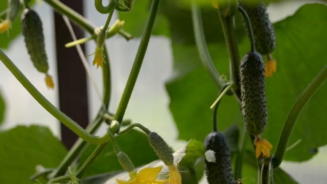 Хотите много огурцов? 1 капля на литр воды смотреть онлайн