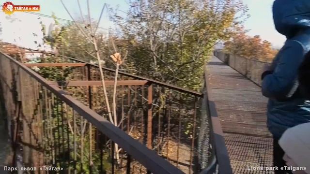 Белые львы против вожака Чука! Тайган. One vs three - white lions attack the leader! смотреть онлайн