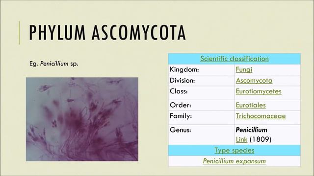Biodiversity Shorties - Kingdom Fungi and Bryophytes смотреть онлайн