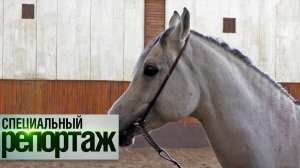 История «русского араба». Как вывели идеальную лошадь?