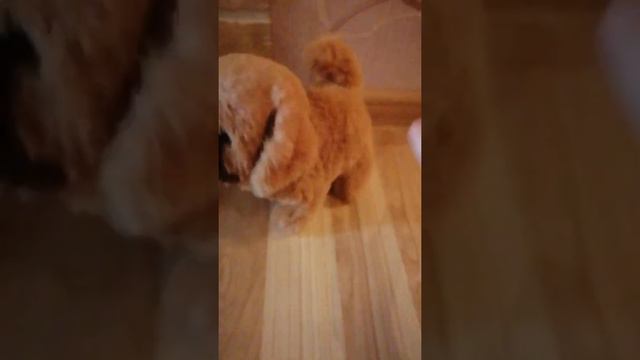 собачка из фикс прайс обзор которее ходит и гавкает смотреть онлайн
