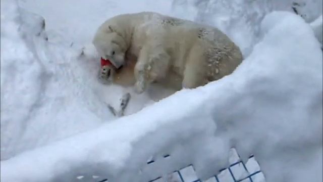 Белые медведи Кай и Герда 17.01.18г. смотреть онлайн