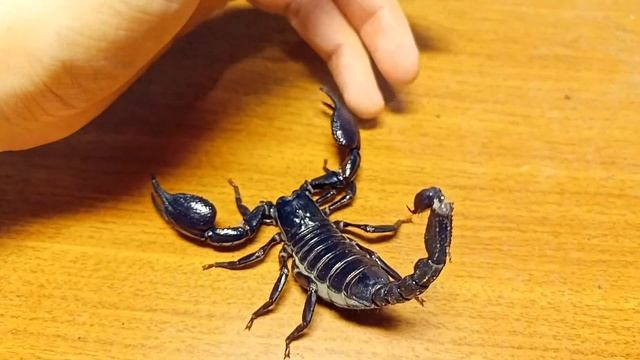 Скорпион Heterometrus Spinifer. Полный обзор вида