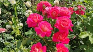 Роза Мидсаммер ( Midsummer, Tantau, 2007) Супер здоровая роза.???