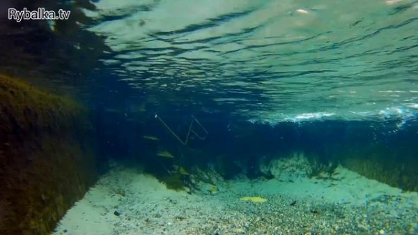 Воблер Jackall 10cc. Подводная съемка. Crankbait Jackall 10cc Underwater