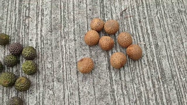 Kakus, Isau and Mata Kuching Sarawak - Three Borneo Longan (Dimocarpus longan var echinatus) смотреть онлайн