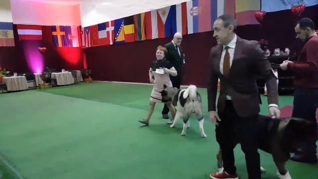 IDS in Moldova 4.02.18 #TopDogClub_team смотреть онлайн